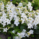 Tabak Saratoga biely F1 - Nicotiana x alata - semená tabaku - 30 ks