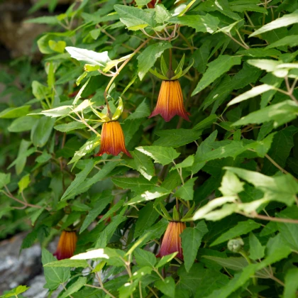 Kanársky zvonček - Canarina canariensis - semená zvončeka - 6 ks