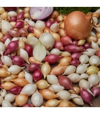Cibuľa sadzačka ozimná - 3 farby - Allium cepa - cibuľky - 50 ks