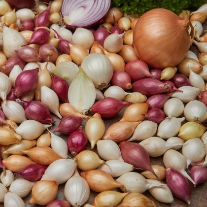 Cibuľa sadzačka ozimná - 3 farby - Allium cepa - cibuľky - 50 ks