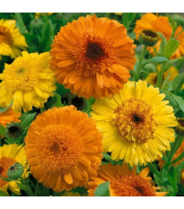 Nechtík Cablouna Mix - Calendula officinalis - semená nechtíka - 50 ks