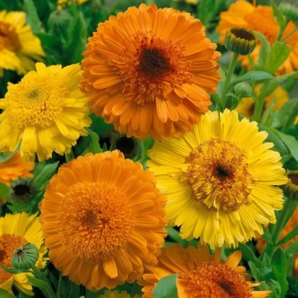 Nechtík Cablouna Mix - Calendula officinalis - semená nechtíka - 50 ks
