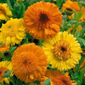 Nechtík Cablouna Mix - Calendula officinalis - semená nechtíka - 50 ks