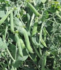 Hrach Meduza - Pisum sativum - semená hrachu - 50 ks