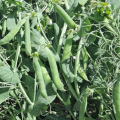 Hrach Meduza - Pisum sativum - semená hrachu - 50 ks