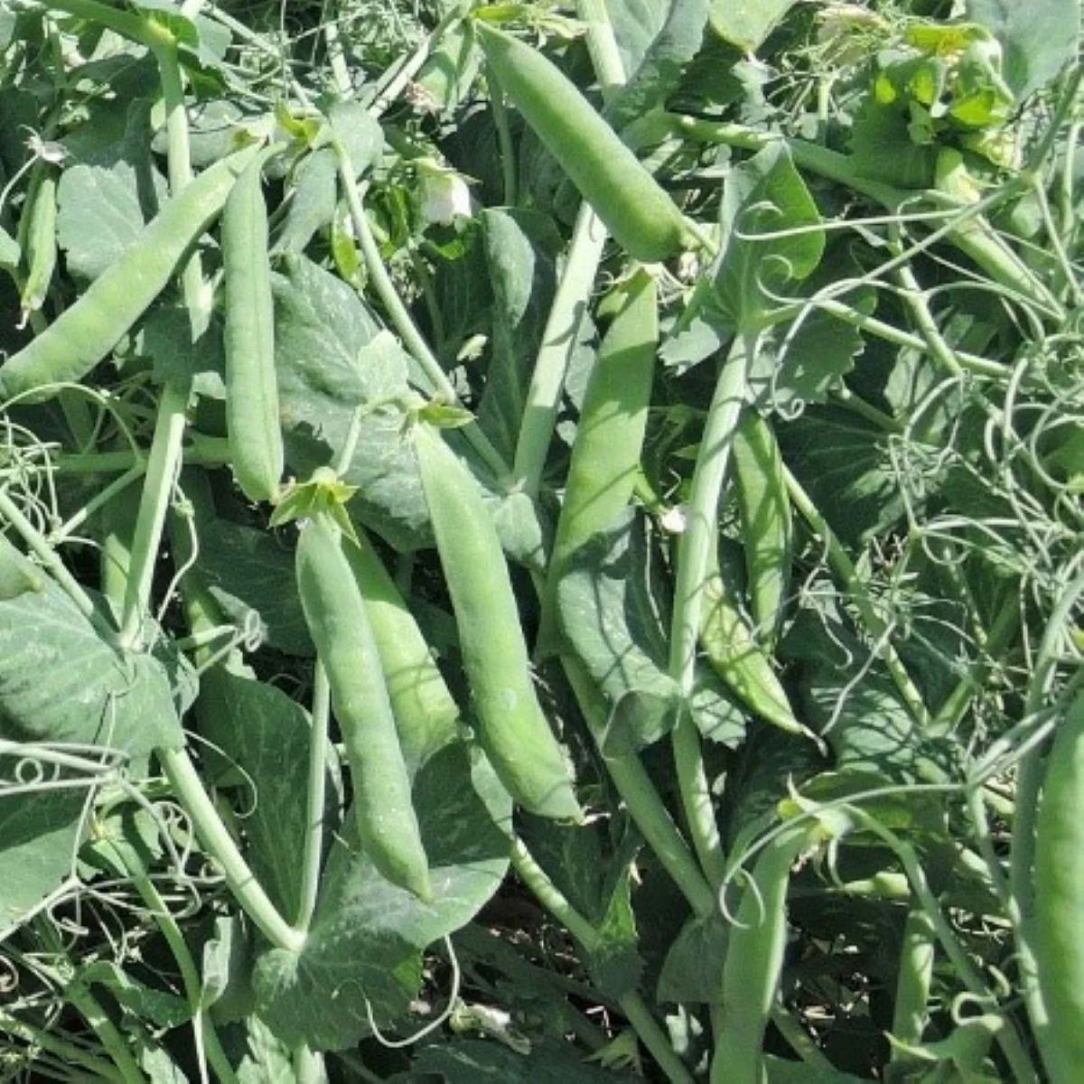 Hrach Meduza - Pisum sativum - semená hrachu - 50 ks