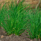 BIO Pažítka cesnaková - Allium tuberosum - bio semená pažítky - 100ks