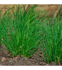 BIO Pažítka cesnaková - Allium tuberosum - bio semená pažítky - 100ks