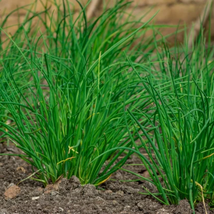 BIO Pažítka cesnaková - Allium tuberosum - bio semená pažítky - 100ks