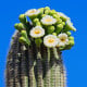 Kaktus Saguaro - Carnegiea gigantea - semená kaktusu - 5 ks
