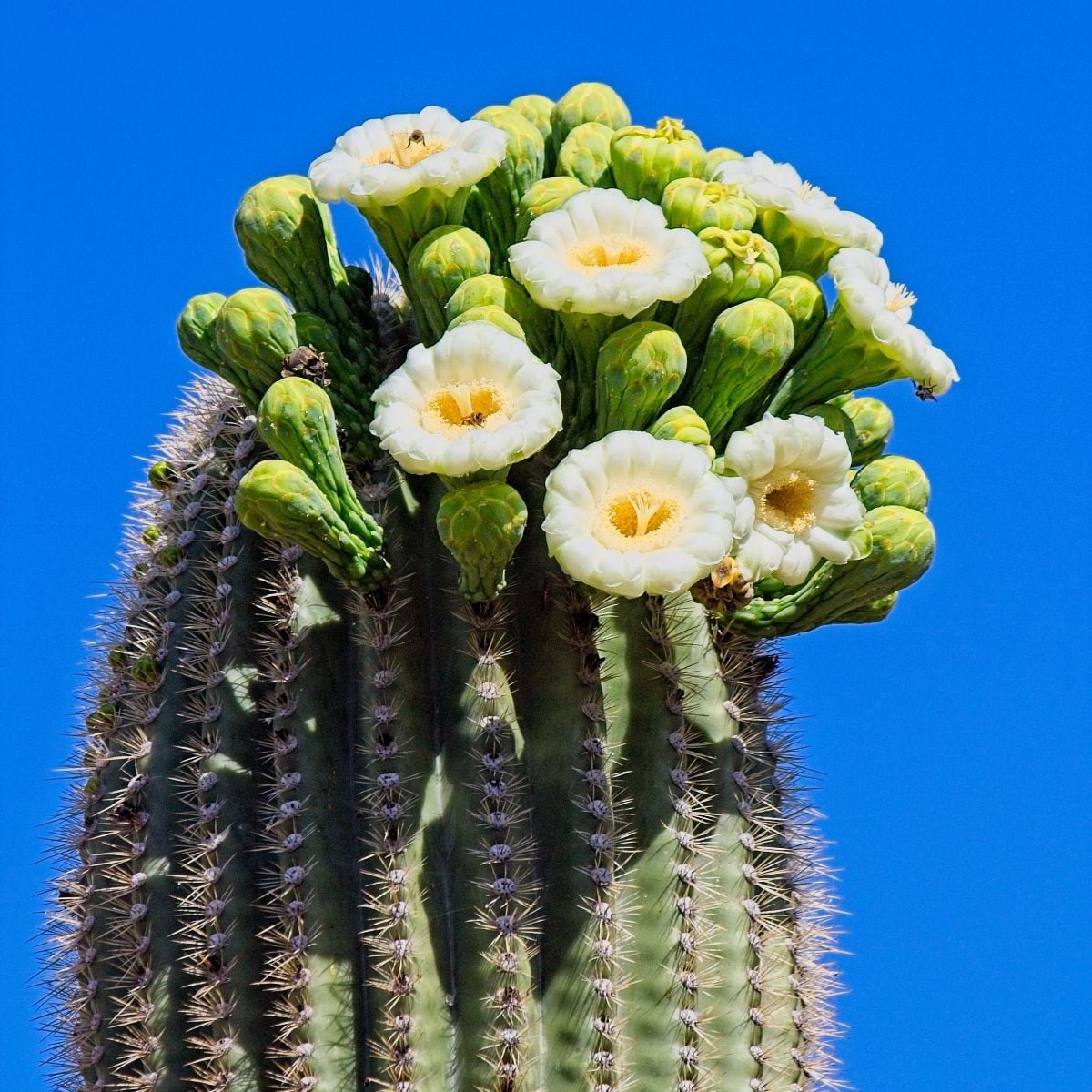 Kaktus Saguaro - Carnegiea gigantea - semená kaktusu - 5 ks