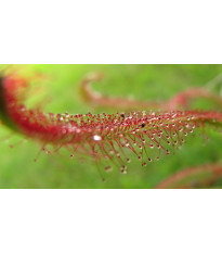 Rosička červená Giftberg - Drosera capensis - semená rosičky - 15 ks