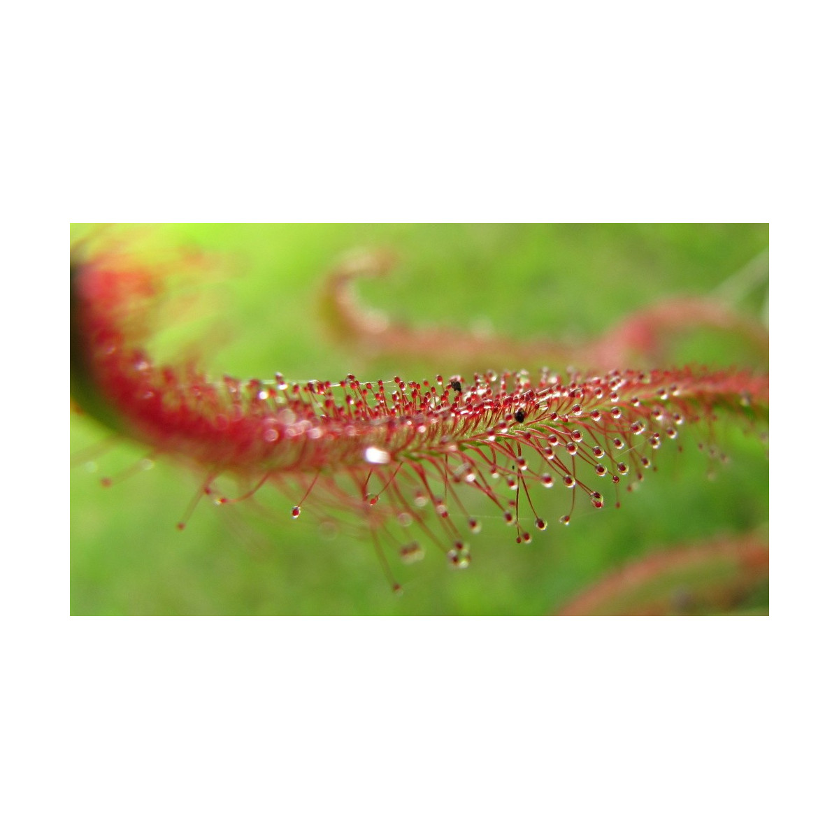 Rosička červená Giftberg - Drosera capensis - semená rosičky - 15 ks