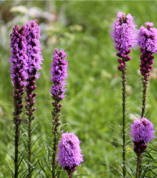 Fakľovka purpurová - liatra klasnatá - Liatris spicata - cibuľky liatry - 5 ks