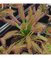 Rosička kapská širokolistá Broad Leaf - Drosera capensis - semená rosičky - 15 ks