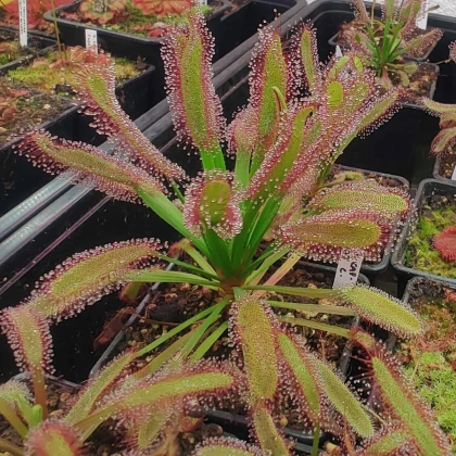 Rosička kapská širokolistá Broad Leaf - Drosera capensis - semená rosičky - 15 ks