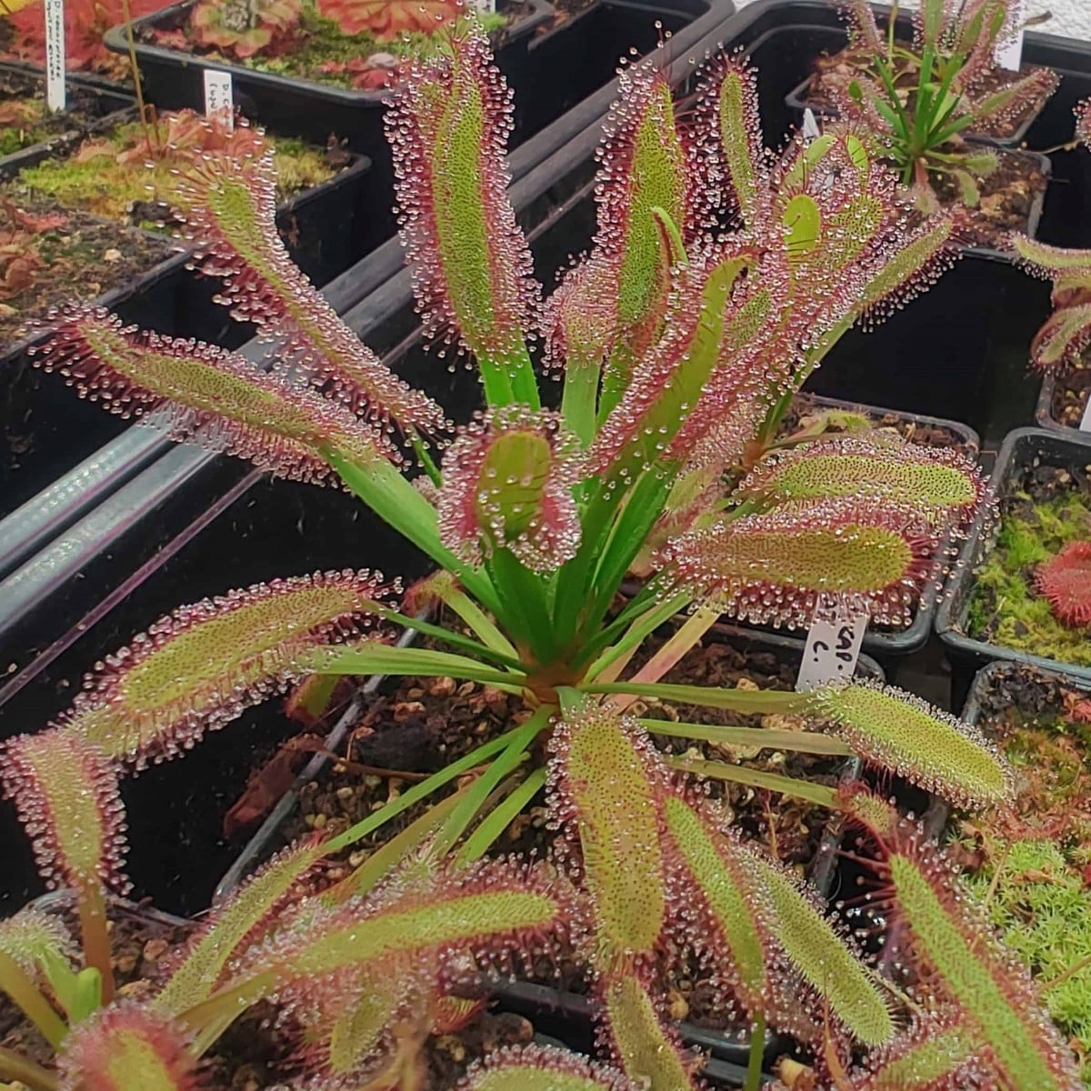 Rosička kapská širokolistá Broad Leaf - Drosera capensis - semená rosičky - 15 ks