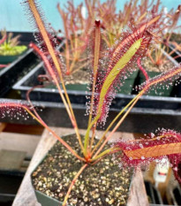 Rosička kapská Montagu Pass - Drosera capensis - semená rosičky - 15 ks