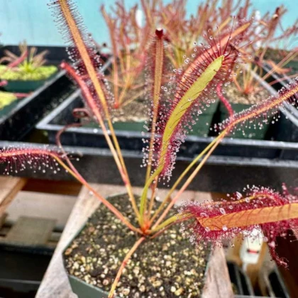 Rosička kapská Montagu Pass - Drosera capensis - semená rosičky - 15 ks