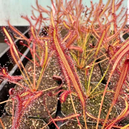 Rosička kapská Montagu Pass - Drosera capensis - semená rosičky - 15 ks