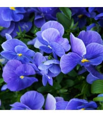 Fialka Carneval F1 Azure - Viola x wittrockiana - semená fialky - 20 ks