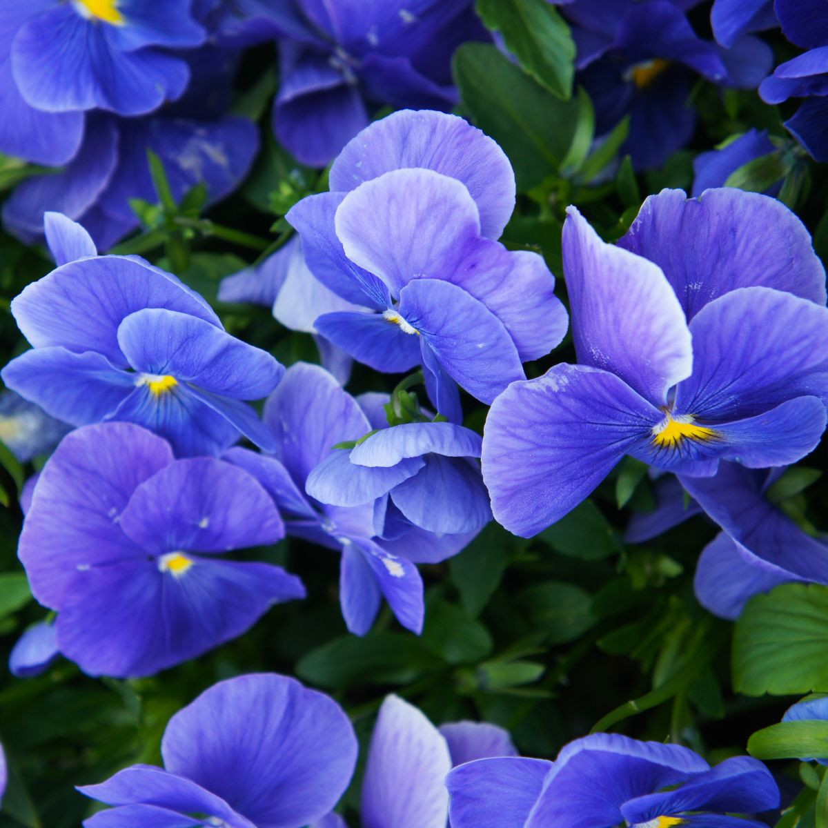 Fialka Carneval F1 Azure - Viola x wittrockiana - semená fialky - 20 ks