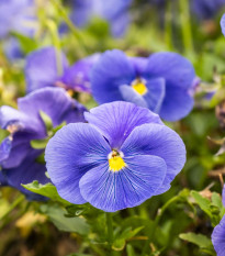 Fialka Twix F1 Lavender Shades - Viola cornuta - semená fialky - 20 ks