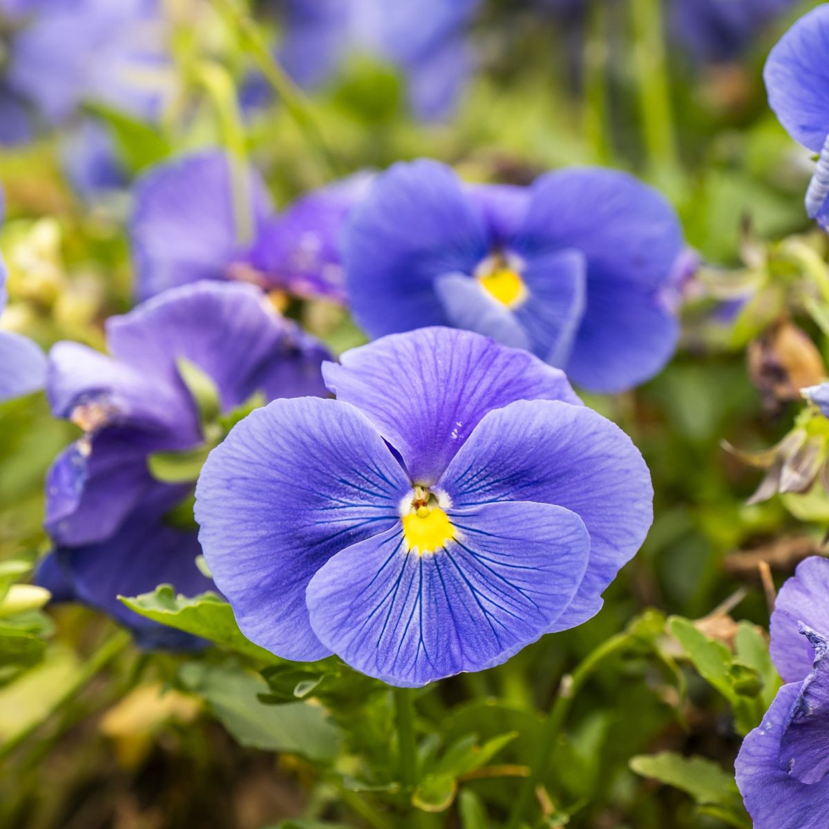 Fialka Twix F1 Lavender Shades - Viola cornuta - semená fialky - 20 ks