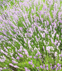 Levanduľa lekárska ružová ŠPECIÁL - Lavandula angustifolia - semená levandule - 15 ks