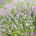 Levanduľa lekárska ružová ŠPECIÁL - Lavandula angustifolia - semená levandule - 15 ks