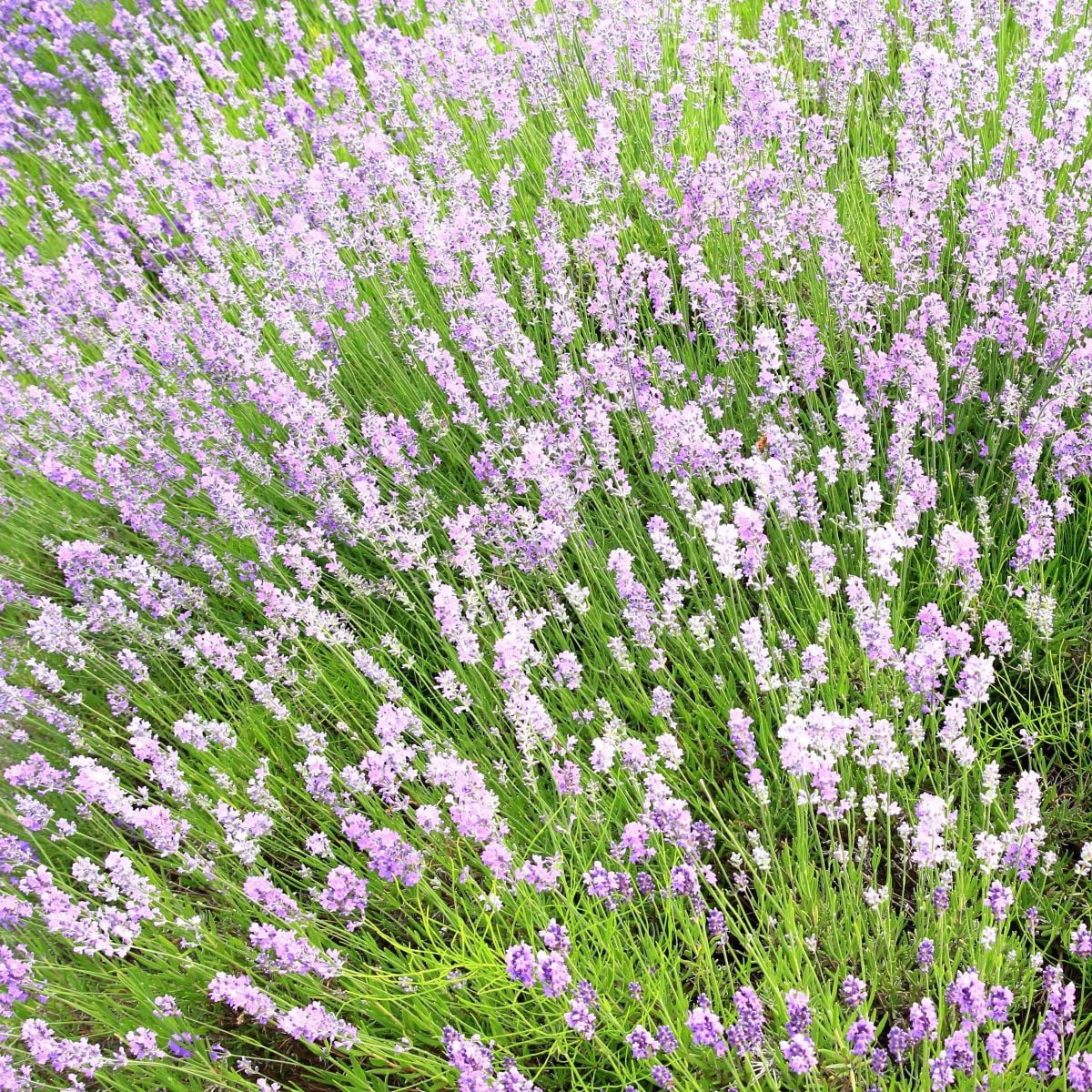 Levanduľa lekárska ružová ŠPECIÁL - Lavandula angustifolia - semená levandule - 15 ks