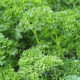 BIO Petržlen Mooskrause - Petroselinum Crispum - bio semená petržlenu - 300 ks