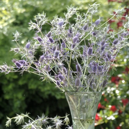 Kotúč Leavenworthovej Purple Sheen - Eryngium leavenworthii - semená kotúča - 10 ks