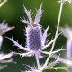 Kotúč Leavenworthovej Purple Sheen - Eryngium leavenworthii - semená kotúča - 10 ks