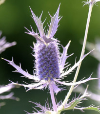 Kotúč Leavenworthovej Purple Sheen - Eryngium leavenworthii - semená kotúča - 10 ks