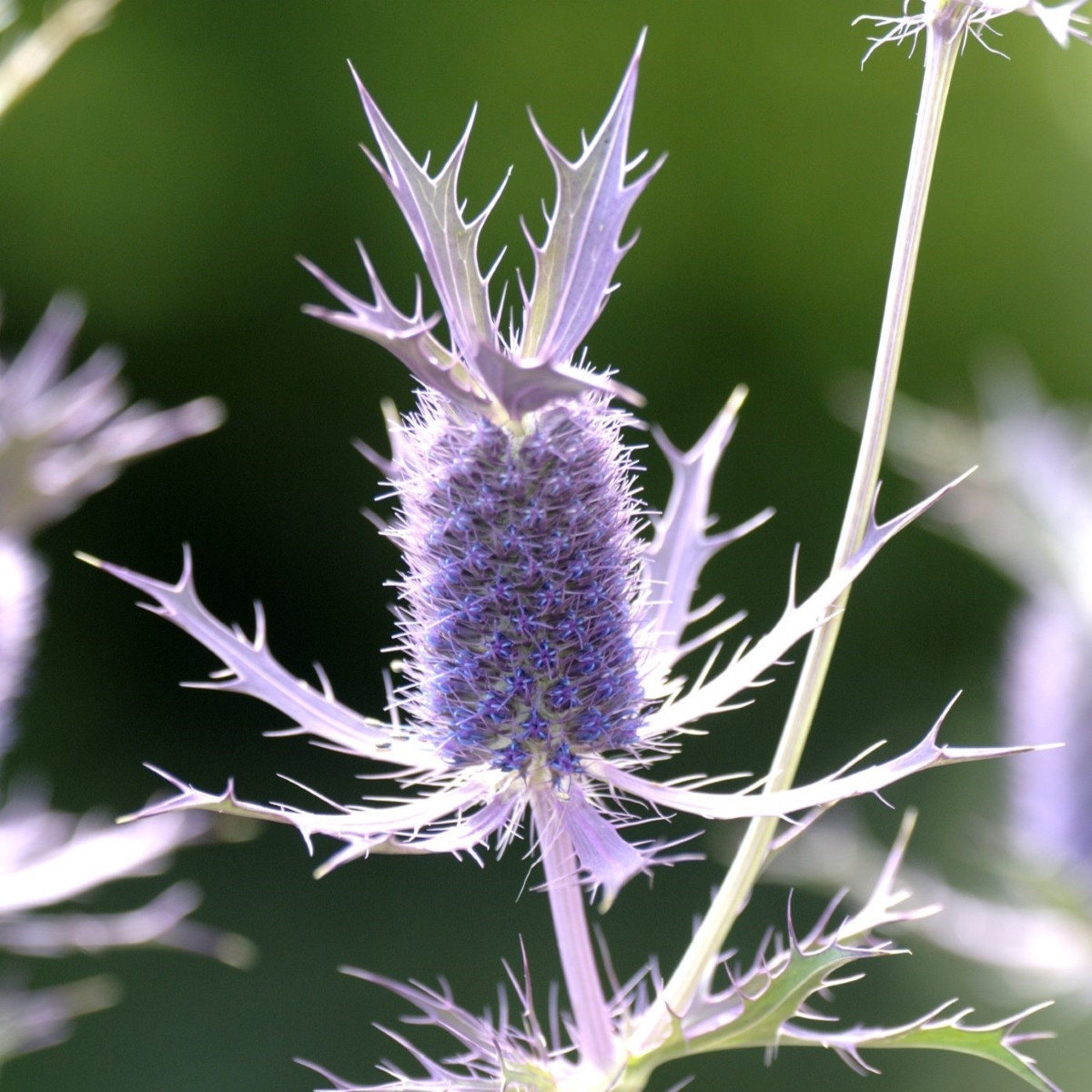 Kotúč Leavenworthovej Purple Sheen - Eryngium leavenworthii - semená kotúča - 10 ks