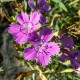 BIO klinček amurský - Dianthus amurensis - semená klinčeka - 50 ks
