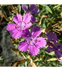BIO klinček amurský - Dianthus amurensis - semená klinčeka - 50 ks