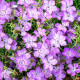 BIO klinček amurský - Dianthus amurensis - semená klinčeka - 50 ks