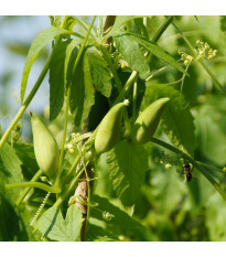 Ačokča - Cyclanthera pedata - semená ačokči - 6 ks
