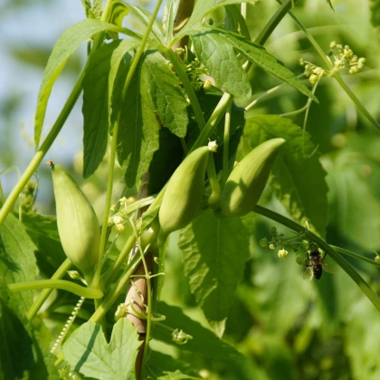 Ačokča - Cyclanthera pedata - semená ačokči - 6 ks