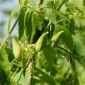 Ačokča - Cyclanthera pedata - semená ačokči - 6 ks