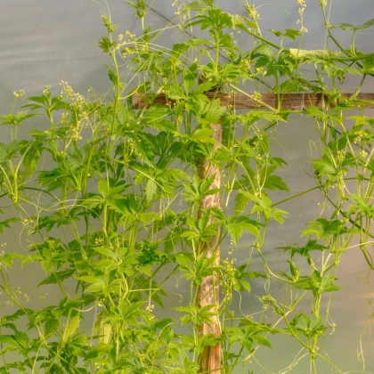 Ačokča - Cyclanthera pedata - semená ačokči - 6 ks