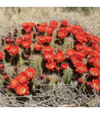 Kaktus šarlátový Golden Rainbow Hedgehog – Echinocereus coccineus