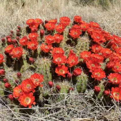 Kaktus šarlátový Golden Rainbow Hedgehog – Echinocereus coccineus