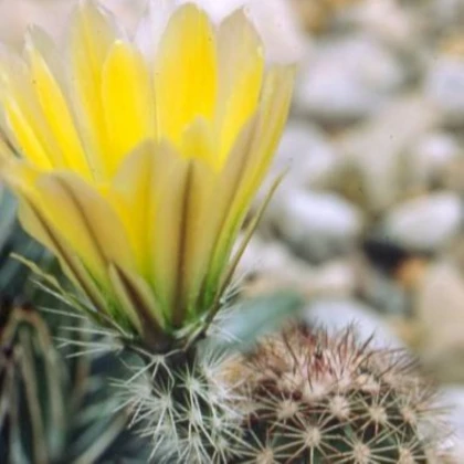Kaktus Texas Rainbow Hedgehog - Echinocereus dasyacanthus - semená kaktusu - 6 ks