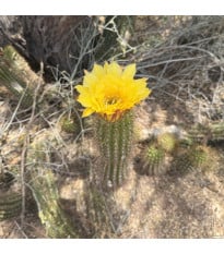 Kaktus Texas Rainbow Hedgehog - Echinocereus dasyacanthus - semená kaktusu - 6 ks