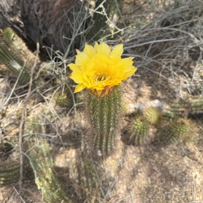 Kaktus Texas Rainbow Hedgehog - Echinocereus dasyacanthus - semená kaktusu - 6 ks