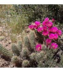 Kaktus Bonkerov - Echinocereus bonkerae - semená kaktusu - 8 ks