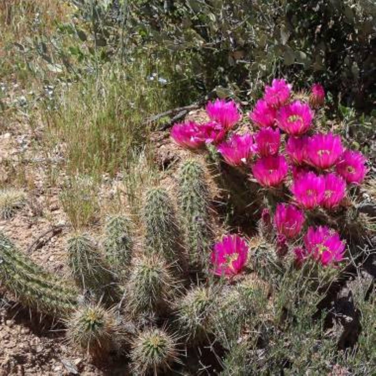 Kaktus Bonkerov - Echinocereus bonkerae - semená kaktusu - 8 ks